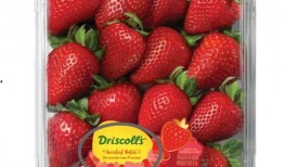 最新爆料草莓图片,最新爆料图片揭秘诱人果实风采